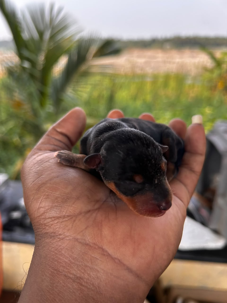 Puppies Moment